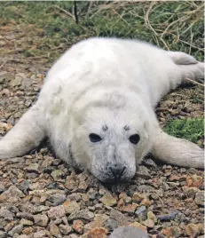  ??  ?? Archie the common seal who was rescued from Kildonan Seal Shore campsite after being separated from his mother.
