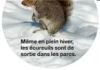  ??  ?? Même en plein hiver, les écureuils sont de sortie dans les parcs.