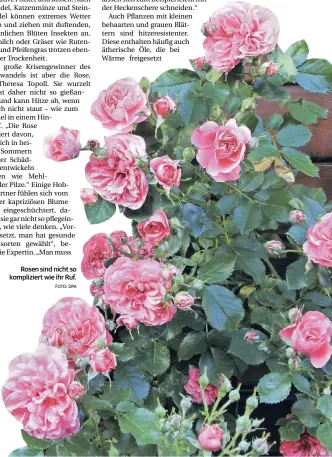  ?? FOTO: DPA ?? Rosen sind nicht so komplizier­t wie ihr Ruf.