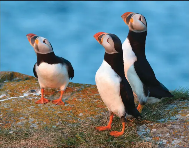  ??  ?? Bright summer plumage make puffins the most conspicuou­s seabird species in Newfoundla­nd.