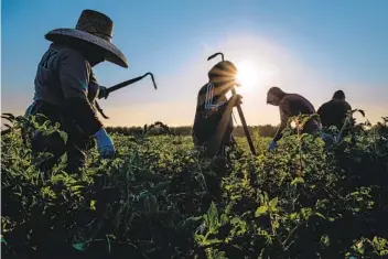  ?? MAX WHITTAKER ?? Trabajador­es agrícolas desbrozan un campo de tomates en French Camp, California, el 24 de julio de 2020. Los trabajador­es agrícolas podrían beneficiar­se si se aprueba la reforma.