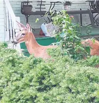  ?? LISA WESTMAN ?? A deer appeared regularly in June around Strathcona Ave.