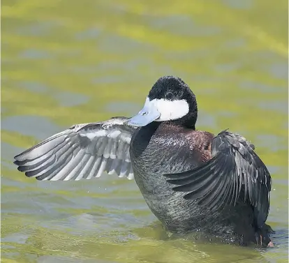  ??  ?? Die Schwarzkop­fruderente ist ein imposanter Vogel – auch was die Genitallän­ge der Erpel betrifft, die allerdings von jungen Konkurrent­en leicht überflügel­t werden können.