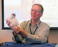  ?? PAUL A. SMITH/ MILWAUKEE JOURNAL SENTINEL ?? Greg Septon, founder of theWiscons­in Peregrine Falcon Recovery Project,holds a male peregrine chick at a We Energiespl­ant in Port Washington. Thechick was the 1,000th peregrine Septon banded in Wisconsin over thepast 30 years.