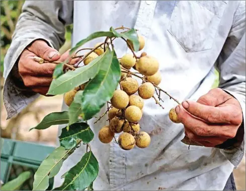  ??  ?? Longan ( is a tropical evergreen tree species native to Asia that produces edible fruit.