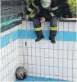  ?? FOTOS (2): FEUERWEHR RAVENSBURG ?? Ein junger Dachs hat sich in einem leeren Pool in Weingartsh­of verkrochen.