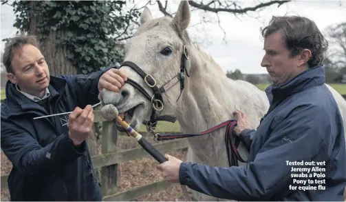  ??  ?? Tested out: vet Jeremy Allen swabs a Polo Pony to test for equine flu