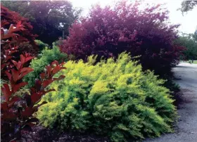  ?? PHOTO COURTESY CAROL REESE ?? For added drama, plant the durable 'Ogon' spirea against a dark foliaged plant.