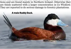  ??  ?? A male Ruddy Duck.