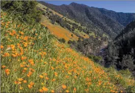  ?? ?? The Hite Cove trail delivers spectacula­r views of California poppies. Photo: Damian Riley