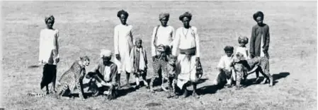  ?? ?? A GROUP OF THREE CHEETAHS with handlers at Baroda, Gujarat, from the Curzon Collection, taken by an unknown photograph­er during the 1890s. From the British Library’s Online Gallery. The Indian cheetah became extinct in 1952.