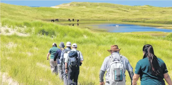  ?? DARCY RHYNO ?? Visitors hike to the first pond at Sable Island. Some of the famed Sable Island horses can be seen in the distance.