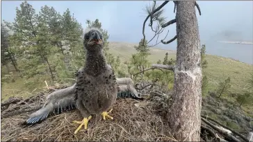  ?? COURTESY PHOTOS ?? An eaglet born at the Lake Hemet Campground in April spreads its wings. Peter Bloom of Bloom Biological and Jim Campbell-Spickler of Eco-Ascension Research and Consulting examined the baby eagle.