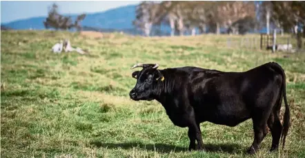  ??  ?? Most wagyu beef comes from Japanese black cattle, which in turn, are the descendant­s of a single bull born nearly a century ago.