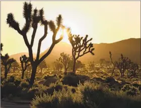  ?? Christophe­r Reynolds Los Angeles Times ?? THE VIEW AT Joshua Tree National Park. The Joshua trees are ensnared in a tangle of interlocki­ng threats, including climate change and expanding urban areas.