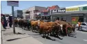  ?? Picture: TEMBILE SGQOLANA ?? ‘MOO’ POINT: Farmers make a statement in Komani on Wednesday after ‘being ignored’.