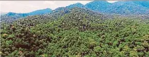  ?? FILE PIC ?? Forest conservati­on is the largest carbon abatement lever in the region and will represent a US$20 billion investment opportunit­y by 2030, says a report by Bain & Company and Temasek Holdings Ltd.