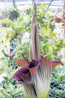  ?? RICH POPE/ORLANDO SENTINEL ?? After years of waiting, the Rollins College greenhouse has witnessed the first bloom of its rare corpse flower, Amorphopha­llus titanum, shown in 2015.