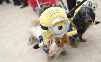  ?? MARY ALTAFFER/AP ?? Dachshunds Eli, left, and Emily in Minion costumes participat­e in the annual Tompkins Square Halloween Dog Parade in New York. It’s a trick-or-treating tradition: Dump the night’s candy haul onto the living room floor to pick out the gems, or do some...