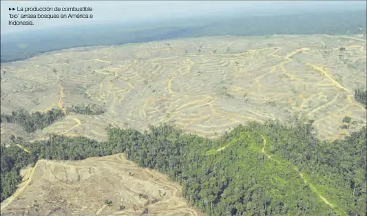  ?? GETTY IMAGES ?? La producción de combustibl­e ‘bio’ arrasa bosques en América e Indonesia.