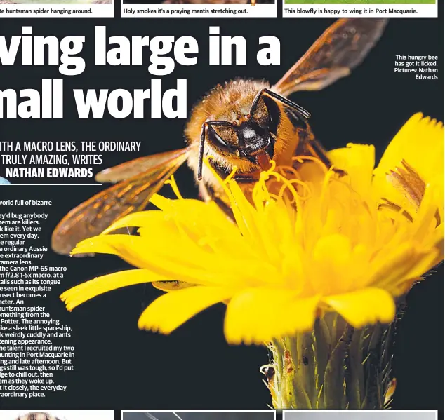  ?? Pictures: Nathan Edwards ?? This hungry bee has got it licked.