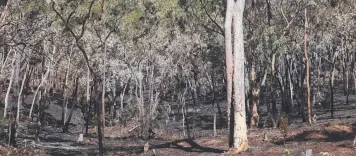  ??  ?? BLACKENED: Several hectares of bushland near Watsonvill­e and Irvinebank have been burnt-out.