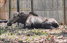  ?? Photo provided by Department of Environmen­tal Conservati­on ?? The Department of Environmen­tal Conservati­on tracked a moose to a Schenectad­y residence, trapped it and returned it to the wild.