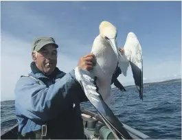  ??  ?? SJELDEN FUGL: En lykkelig havsule med en seiunge i kjeften blir befridd fra fiskekroke­n. Nå er den klar til å fortsette ferden videre.