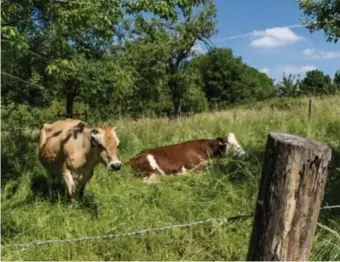  ?? © ?? Op het domein grazen twee biokoeien.
Kristof Vadino