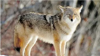  ?? JOHN LUCAS/ EDMONTON JOURNAL/ FILE ?? Coyote numbers have seen ‘quite a spike’ in Edmonton this year, one city official says.