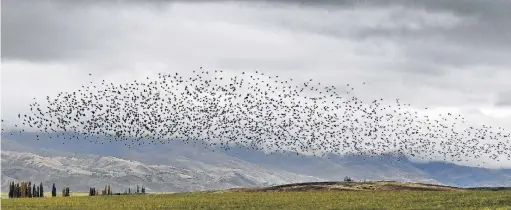  ?? PHOTO: STEPHEN JAQUIERY ?? A murmuratio­n of starlings soars over farmland near Springvale, close to Alexandra.