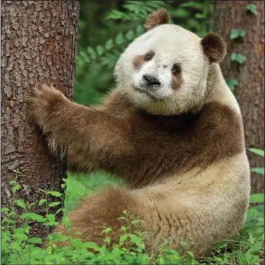 Who said pandas were a matter of black and white pressreader