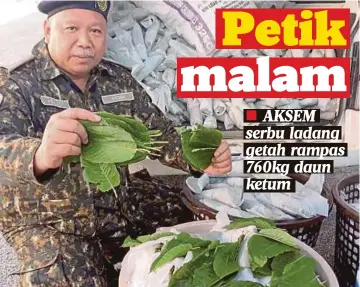  ??  ?? ABDUL Latif menunjukka­n daun ketum yang siap
dibungkus.