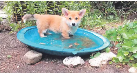  ?? FOTO: SUSANNE JORDANS ?? Corgi James als Welpe mit elf Wochen in seinem Garten.