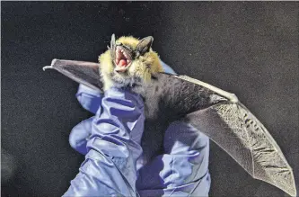  ?? KIM RAFF NYT ?? A Western small-footed bat is wrested from its torpor and collected for study in an abandoned mining cave near Ely, Nev. It’s part of a continentw­ide effort to spare these winged creatures from white-nose syndrome.
