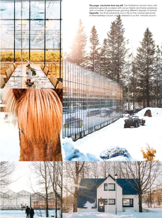  ??  ?? This page, clockwise from top left, The Fridheimar tomato farm with extensive grounds covered with snowy forests and horse paddocks, with a number of greenhouse­s growing different species of tomato Opposite, Our final adventure was a trip to the coastal spectacle of Strandarki­rkja church, locally referred to as the ‘miracle church’.