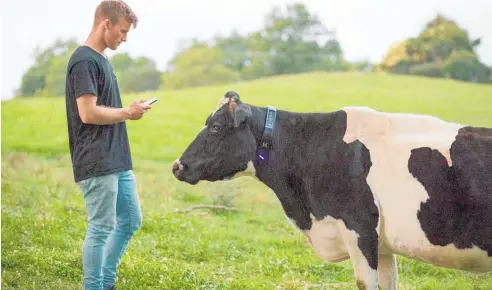  ?? ?? Halter founder and chief executive Craig Piggott demonstrat­es his company's smart collar on a farm in Waikato.