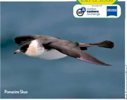  ??  ?? Pomarine Skua