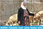 ?? — AFP photos ?? HUWARA: Palestinia­n famer Jamila Hamdan herds sheep in Huwara town in the occupied West Bank on March 13, 2024.