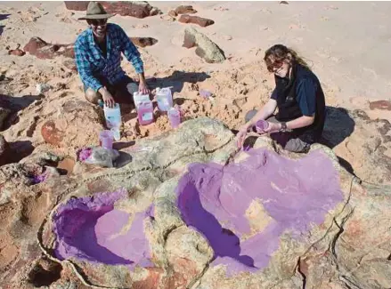  ?? AFP PIC ?? In this undated picture released yesterday, Dr Anthony Romilio and Linda Pollard creating a silicon cast of sauropod tracks in the Lower Cretaceous Broome Sandstone in Walmadany, Dampier Peninsula, Western Australia.