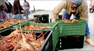  ?? PICTURE: REUTERS ?? QUITE A CATCH: A fisherman offloads rock lobster at Kalk Bay harbour. Over-exploitati­on, environmen­t degradatio­n, habitat destructio­n and climate change are affecting seafood stocks.
