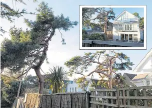  ?? Pictures: BNPS ?? The Scots pines, above and inset, that were hacked at Beale’s luxury property