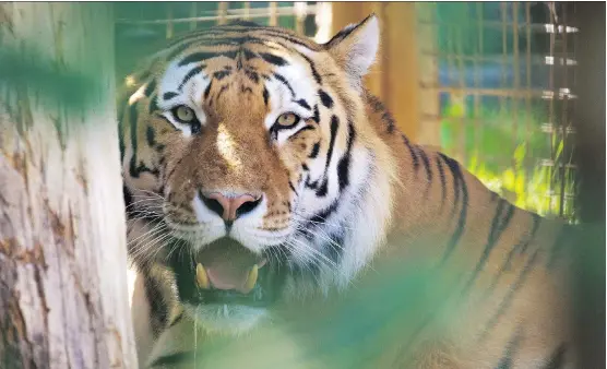  ?? GAVIN YOUNG ?? Calgary Zoo’s new male tiger Youri is being slowly introduced to the zoo’s females with the hope he will woo one in particular. Introducti­ons have begun through a mesh fence.