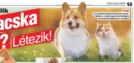  ?? ?? Corgi II. Erzsébet királynő kedvenc kutyafajtá­ja, a corgi nagyon barátságos és szuperül eljátszik a cicákkal