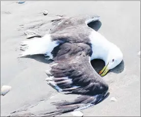  ??  ?? AN estimated 100 dead seabirds washed up near Waikawa Beach.