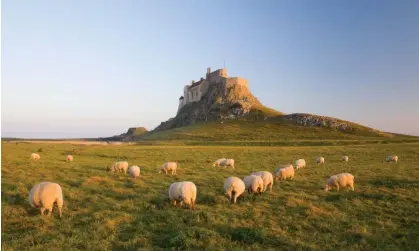  ?? Photograph: David Tomlinson/Getty Images ?? Sheep grazing beneath Lindisfarn­e Castle. ‘The rest of the country should wake up to what it has been missing.’