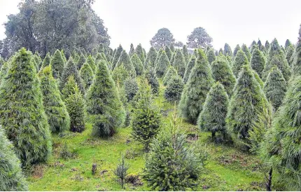  ?? EFE ?? El calentamie­nto permite la proliferac­ión de plagas que afectan a los árboles de EE.UU. y amenazan los bosques de otros países.