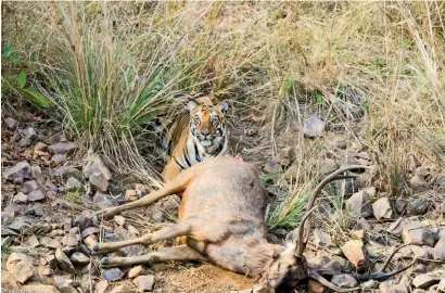  ??  ?? Sonam guarding her kill