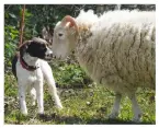  ?? ?? A whitefaced woodland ewe noses at Emma