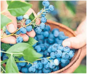  ??  ?? ● Blueberrie­s thrive in our climate and acidic soils